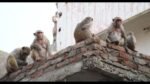 Monkey Menace in UP