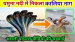 Five-Headed Kaliya Cobra Spotted in Yamuna River